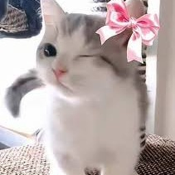 Kitty Buy!