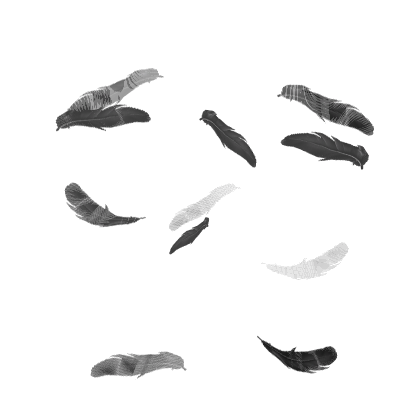 [Animated] Black Angel Feathers