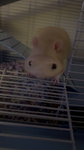 SIGMA BINGUS