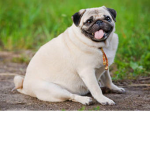 assassin pugs