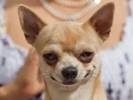 HEY DO YOU LIKE DOGS Group Thumbnail