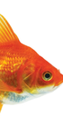 Goldfish group:D :)