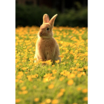 Bunny’s for ever