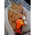 Cats Trade