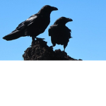 The Crows limit