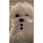 -swaggy dogs-