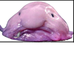 blobfish army901mehhhhhhhh