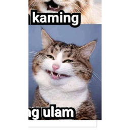 TeamCat
