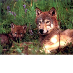 THESE WOLVES :)