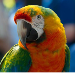 Birds Defence Force