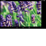 lavender squad official