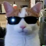 cool cat3