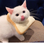 Cat Enthusiasts Inc.