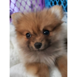 #Pomeranian Squad