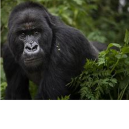 Gorilla Hangout