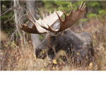 The Newfie Hunters