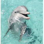 -little•dolphins-
