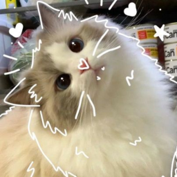 ⋆🐾°