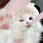LUV LAVA cat