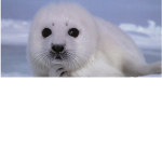 have joy C: