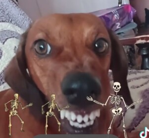 DOG THE HORROR (NEW UPDATE!)
