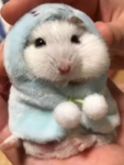 Hamster's Pookie