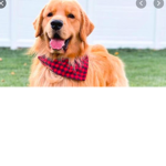 Puppies are adoreable