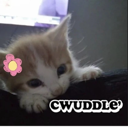 cwuddle’ Roblox group icon