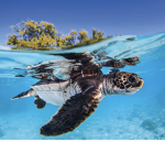 *Turtle Power*