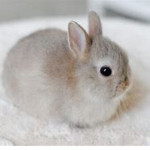 bunnie!!