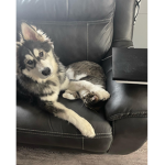 Puppy kawiaii