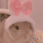 bunny squaad