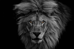 Tiger's Clothings