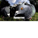 Просто ГоЛуБь