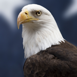 Kennedy Eagles
