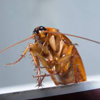 Roach Tag