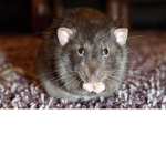 Rat Army!!!!