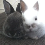 Group Thumbnail