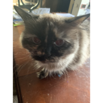 I love kitty do u like kittys