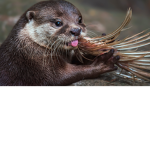 Otters forever