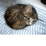 THE TOM PETTY KITTENS