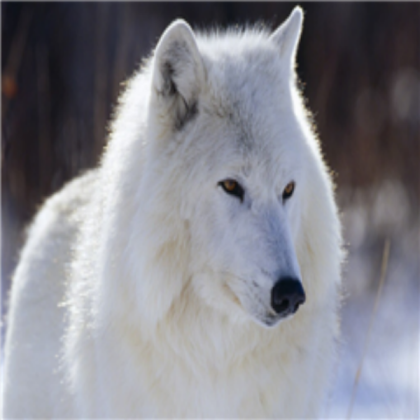White-Wolf Roblox decal