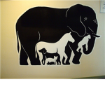 ANIMAL TEAM