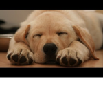 dogies are so cute