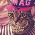 Cats an shoes ( with dogs )