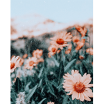 B e a u t i f u l s Butterflys