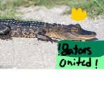 !alligators united!.