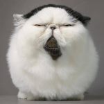 Grumpy Kitty Games