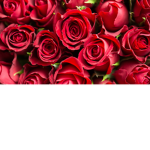 Amelia's Roses! <3