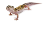 Lizards group fans